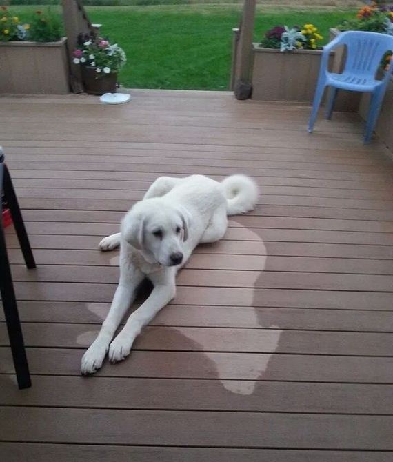 funny-pictures-762