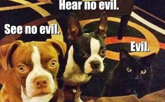 funny-pictures-764