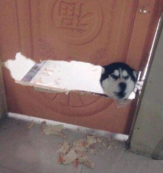 funny-pictures-764