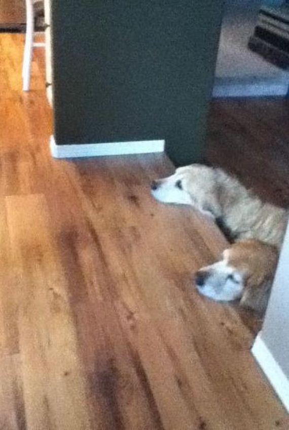funny-pictures-764