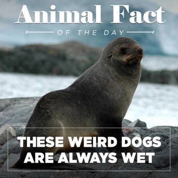 funny-pictures-764