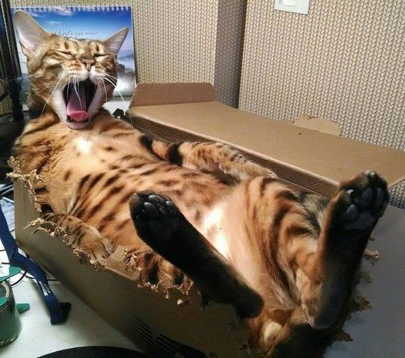 funny-pictures-767