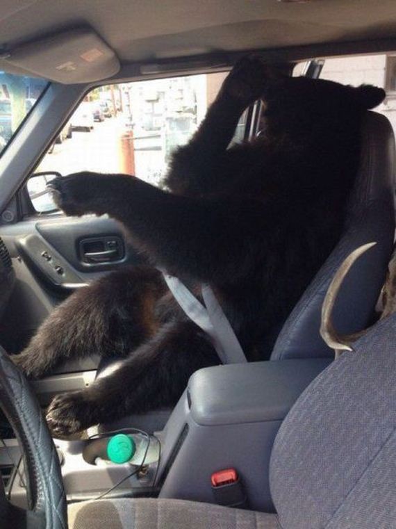 funny-pictures-767