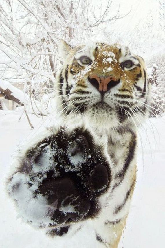 funny-pictures-769