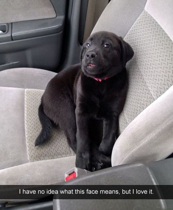 funny-pictures-771
