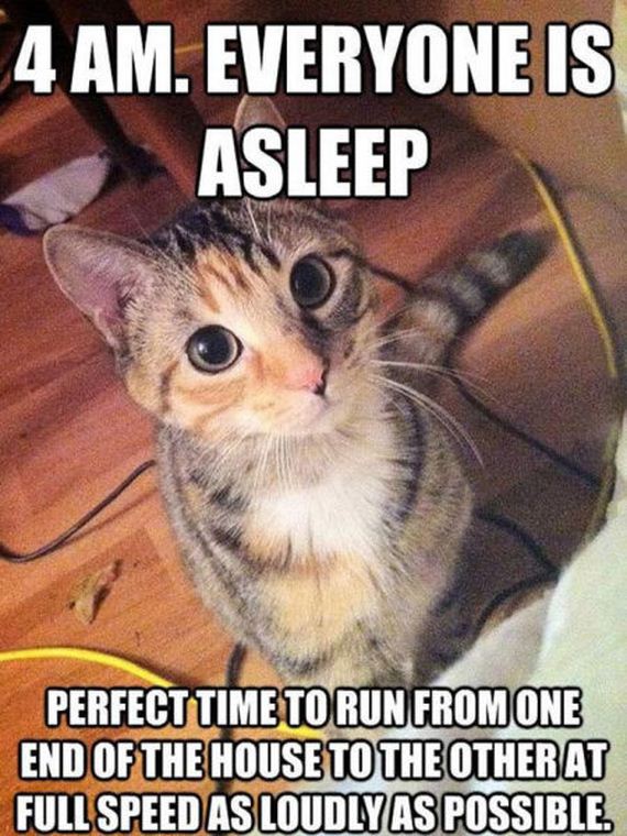 funny-pictures-771