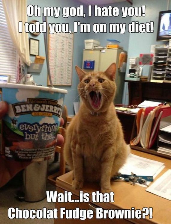 funny-pictures-772