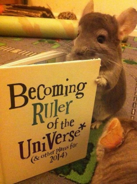 funny-pictures-772