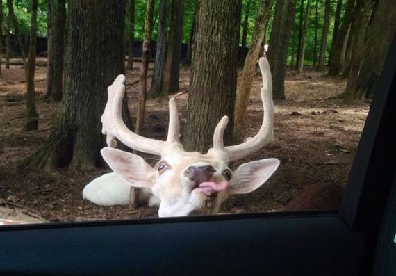 funny-pictures-773