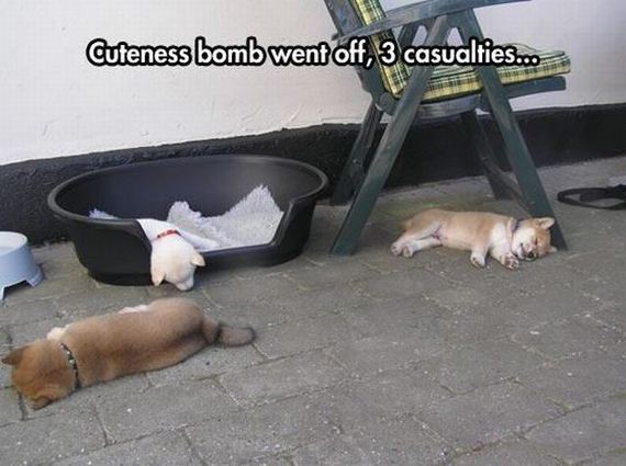 funny-pictures-773