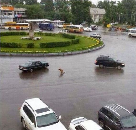 funny-pictures-773