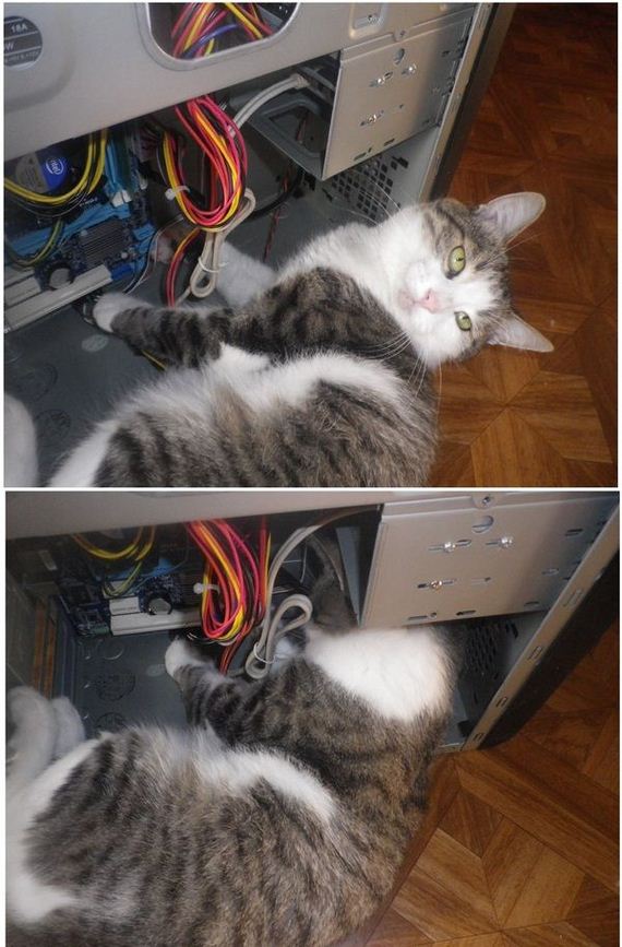 funny-pictures-774