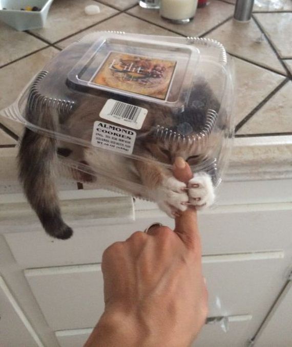 funny-pictures-774