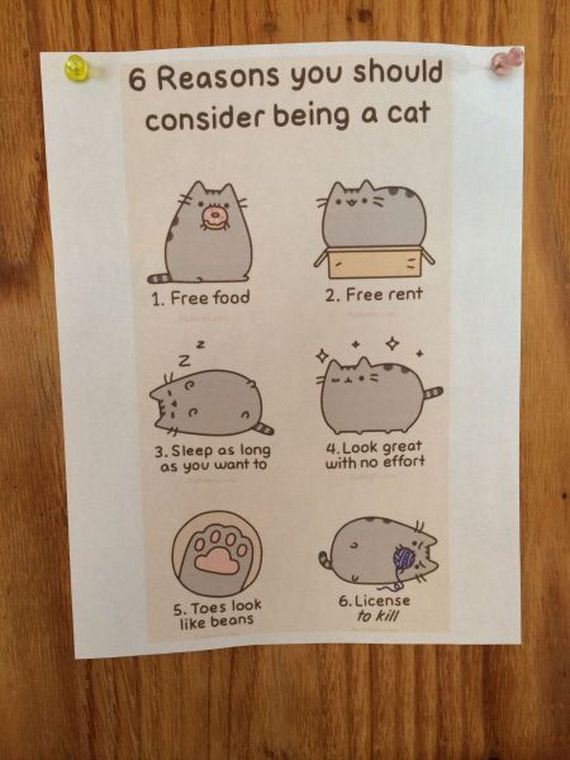 funny-pictures-775