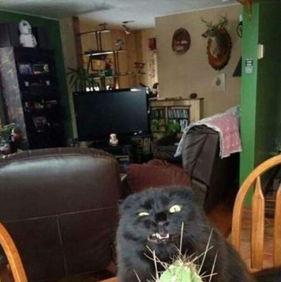 funny-pictures-776
