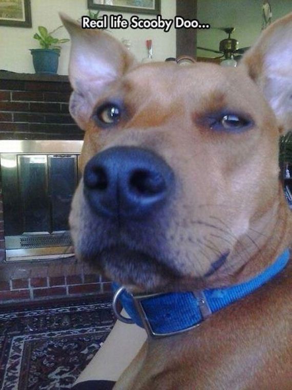 funny-pictures-779