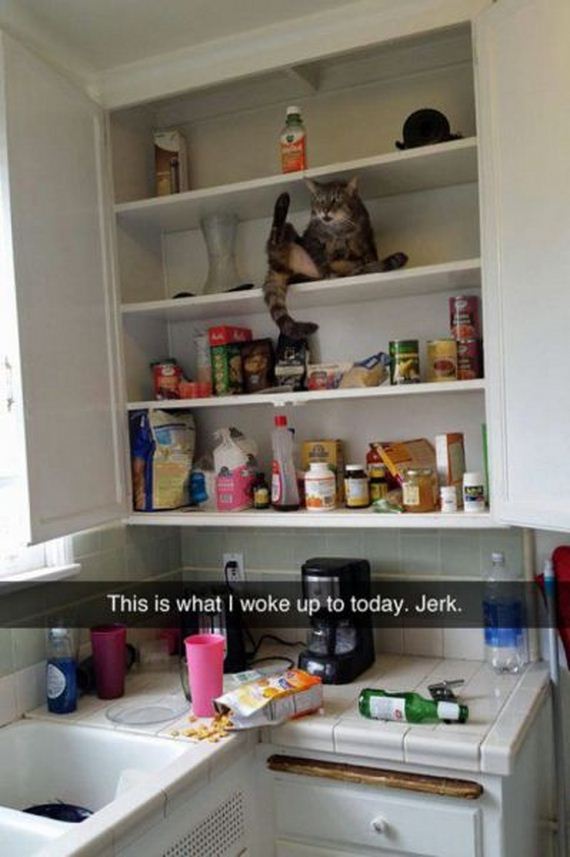funny-pictures-779