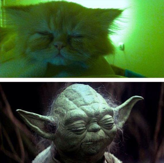 funny-pictures-779