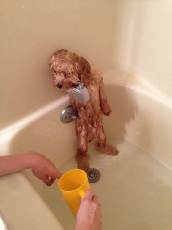 funny-pictures-779