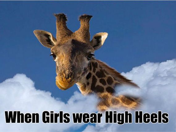 funny-pictures-780