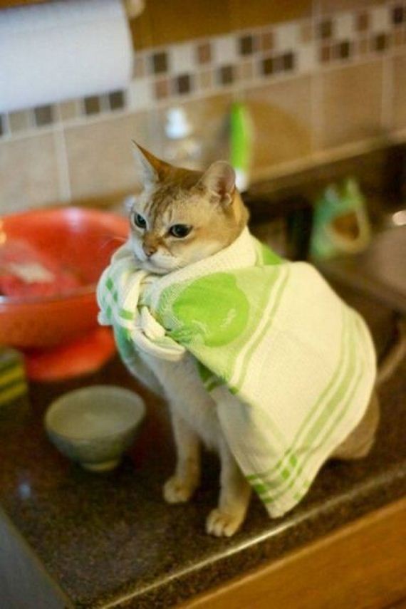 funny-pictures-780