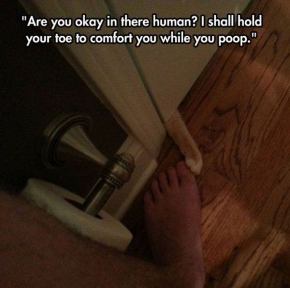 funny-pictures-780