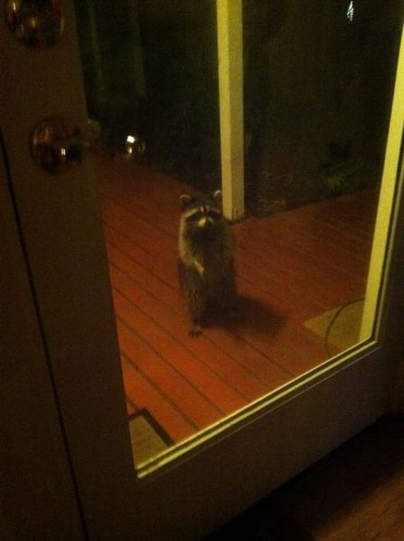 funny-pictures-780