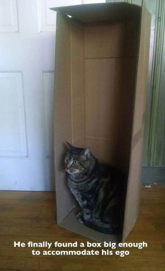 funny-pictures-780