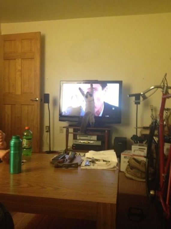 funny-pictures-780