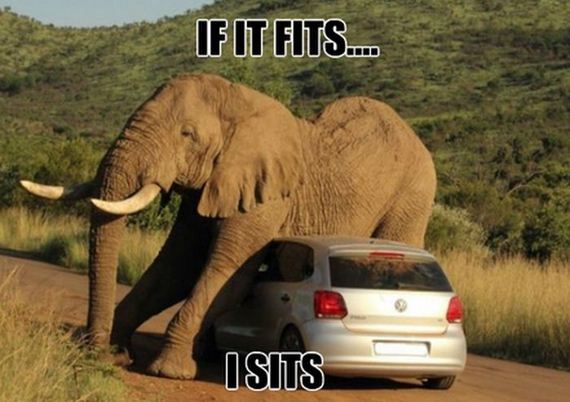 funny-pictures-781