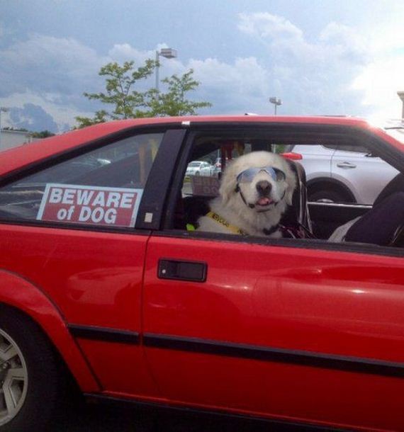 funny-pictures-781