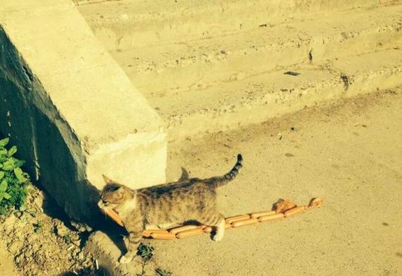 funny-pictures-782