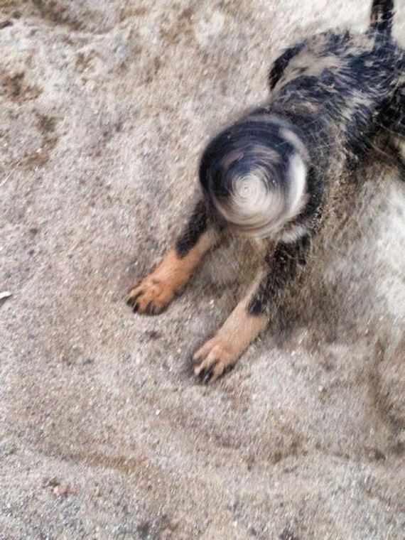 funny-pictures-782