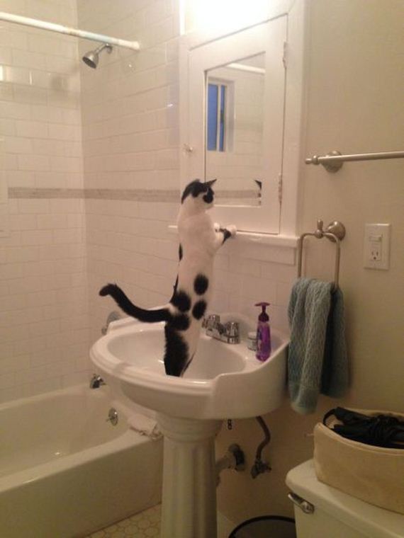 funny-pictures-782