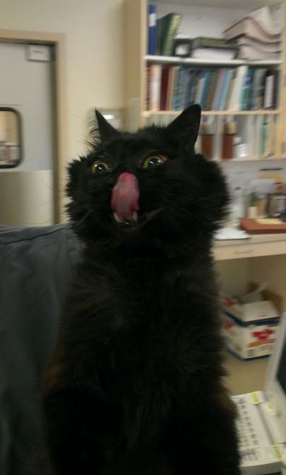 funny-pictures-784