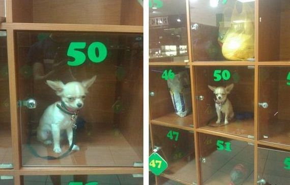 funny-pictures-785