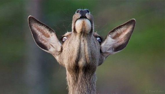 funny-pictures-785