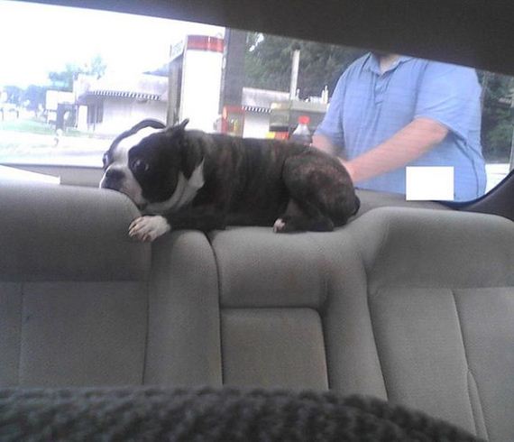 funny-pictures-785