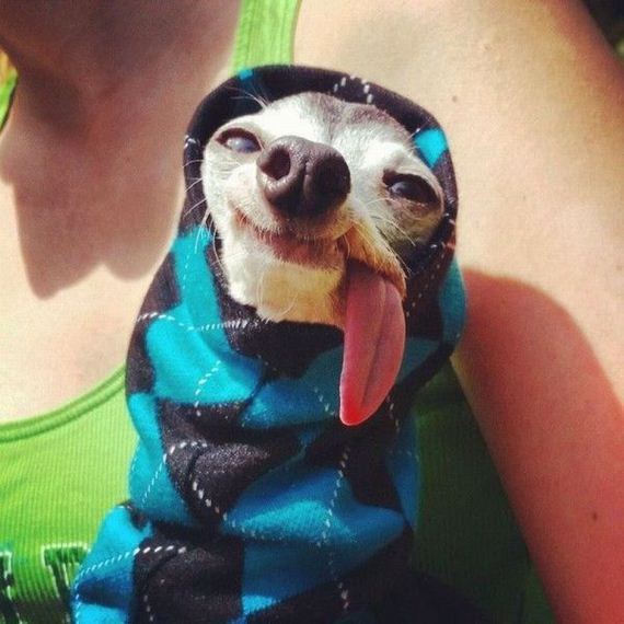 funny-pictures-786