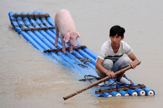 funny-pictures-787