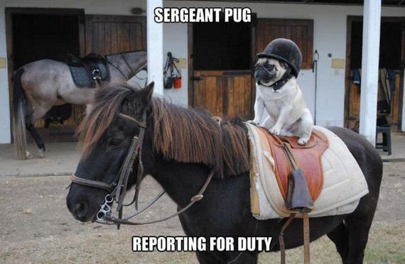 funny-pictures-787