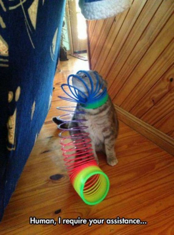 funny-pictures-787