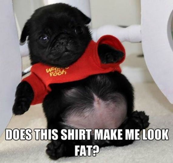 funny-pictures-787