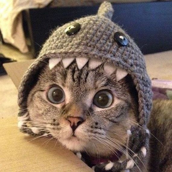 funny-pictures-788