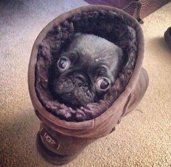 funny-pictures-788