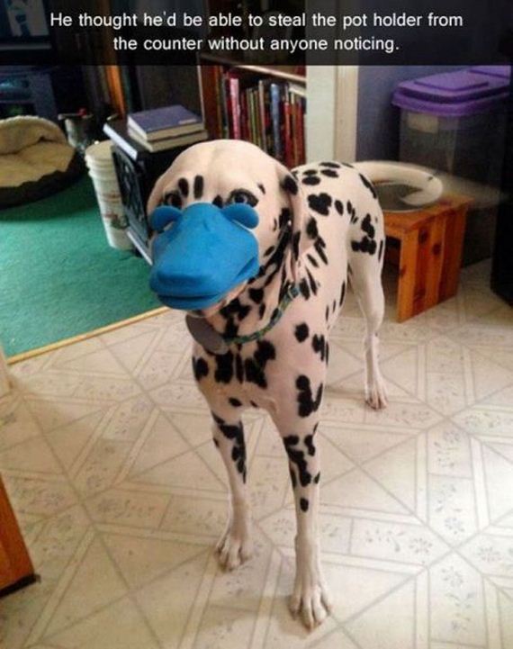 funny-pictures-788