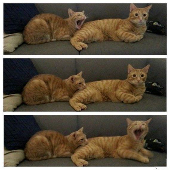 funny-pictures-789