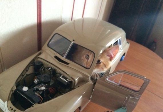 funny-pictures-789