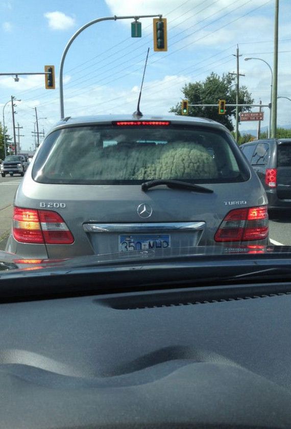 funny-pictures-789