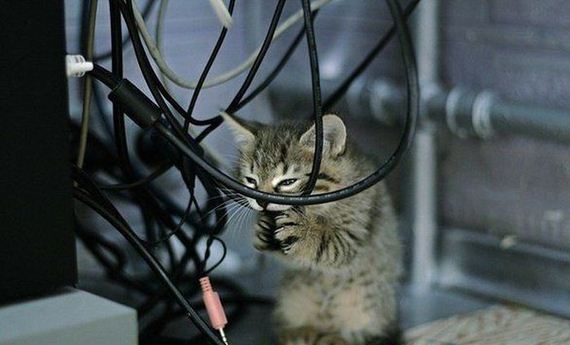 funny-pictures-790